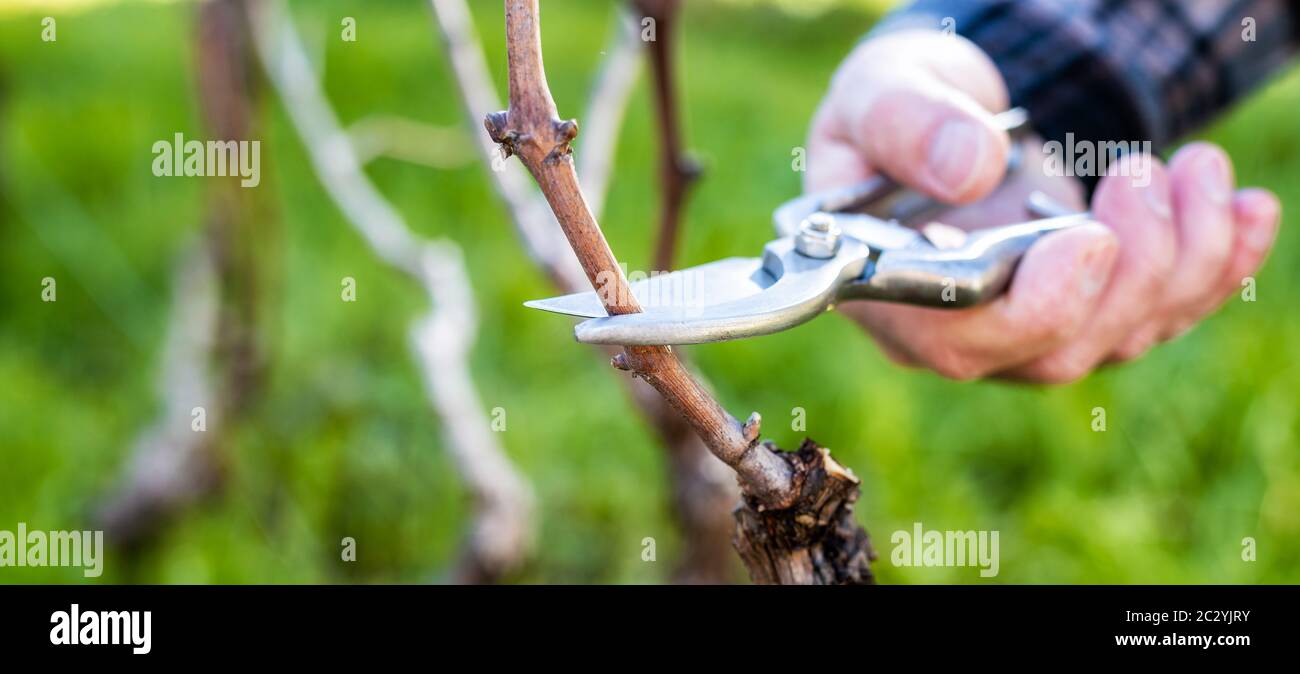 Nahaufnahme einer Winderhand. Schneiden Sie den Weinberg mit einer professionellen Stahlschere. Traditionelle Landwirtschaft. Stockfoto