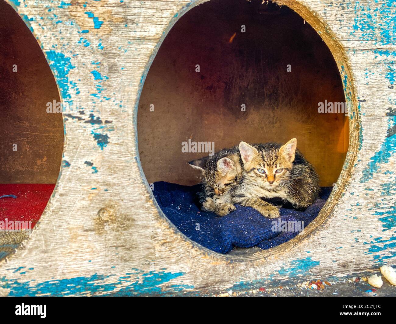 Straßenhaus für obdachlose Katzen in Istanbul, Türkei. Katzenhaus steht auf der Straße für obdachlose Katzen. Konzept der Pflege für Straße A Stockfoto