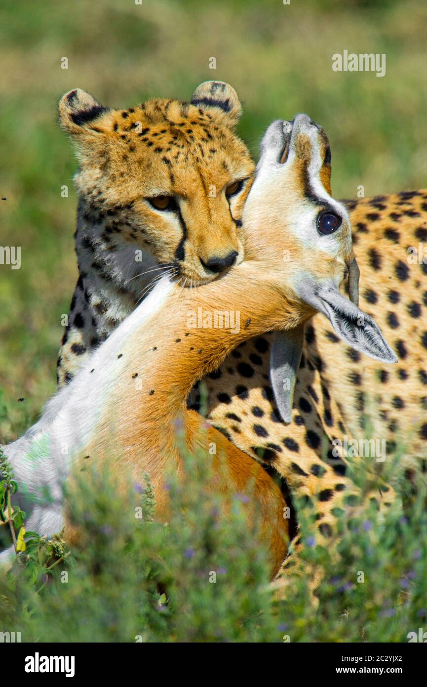 Gepard (Acinonyx jubatus) beißende gefangenen Antilope, Ngorongoro Conservation Area, Tansania, Afrika Stockfoto