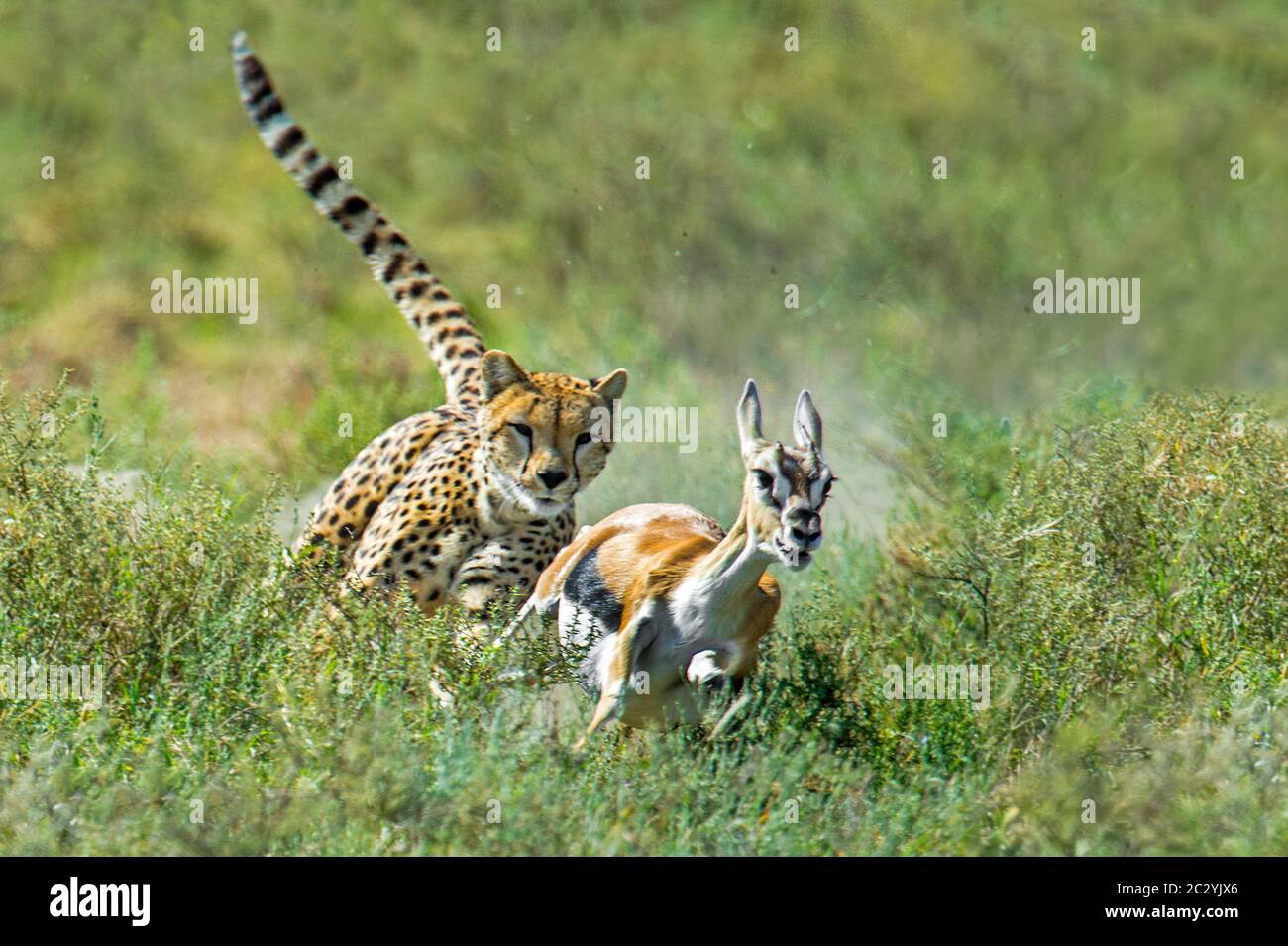 Gepard (Acinonyx jubatus) Jagd Antilope, Ngorongoro Conservation Area, Tansania, Afrika Stockfoto