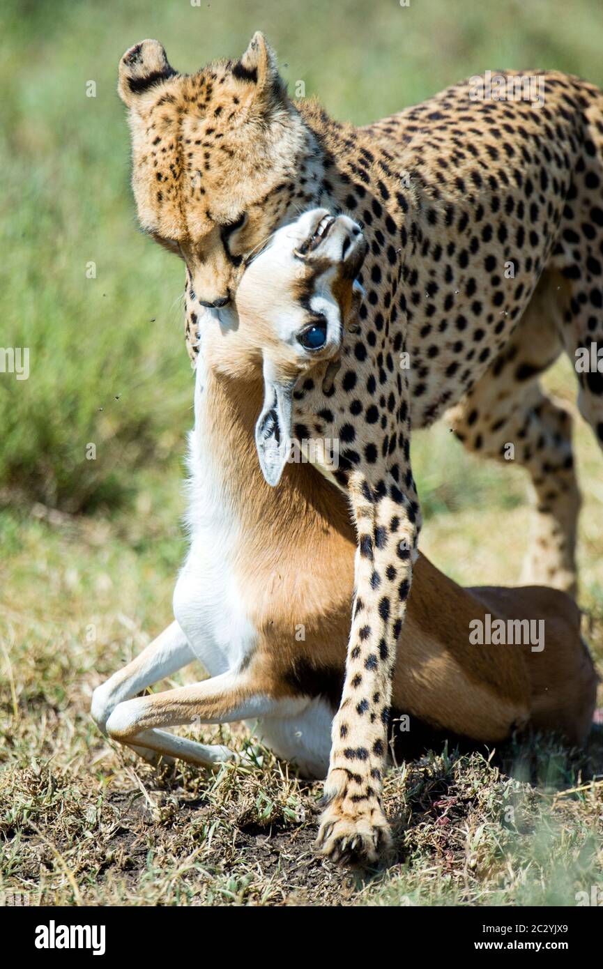 Gepard (Acinonyx jubatus) beißende gefangenen Antilope, Ngorongoro Conservation Area, Tansania, Afrika Stockfoto
