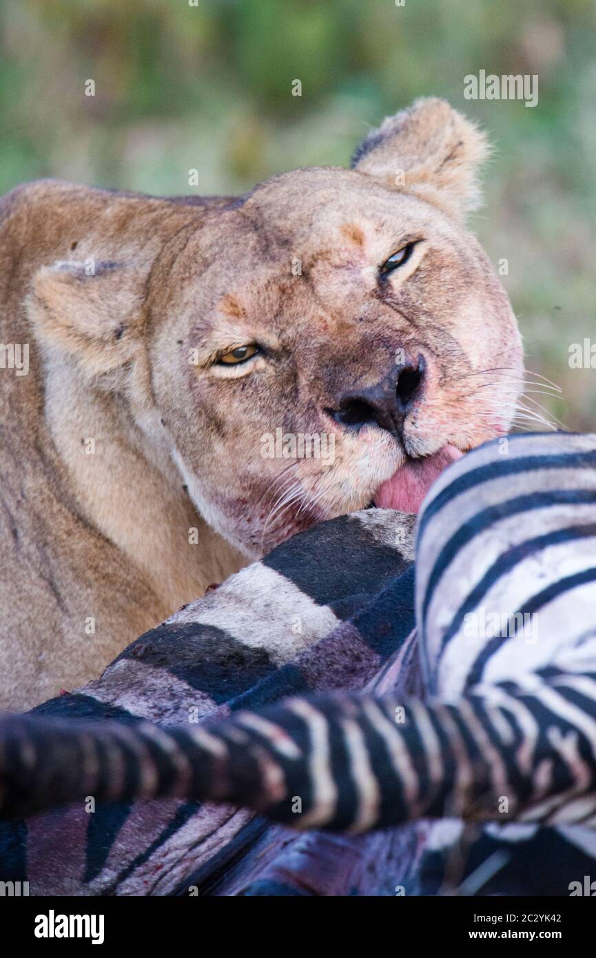 Porträt der Löwin (Panthera leo), die auf gejagtem Zebra ernährt, Ngorongoro Conservation Area, Tansania, Afrika Stockfoto