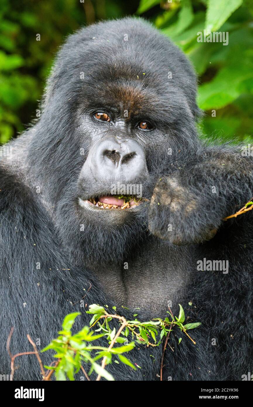 Nahaufnahme von Berggorilla (Gorilla beringei beringei) beim Essen, Ruanda, Afrika Stockfoto