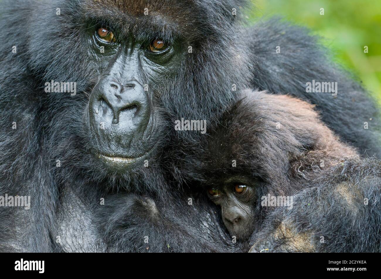Nahaufnahme Porträt von Berggorilla (Gorilla beringei beringei) kuscheligen Nachkommen, Ruanda, Afrika Stockfoto
