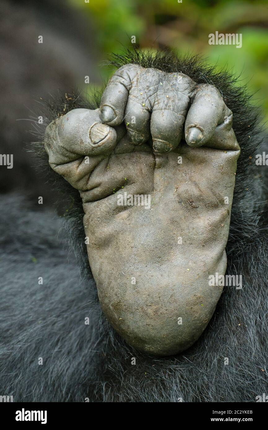 Nahaufnahme des Berggorilla (Gorilla beringei beringei) Fußes, Ruanda, Afrika Stockfoto
