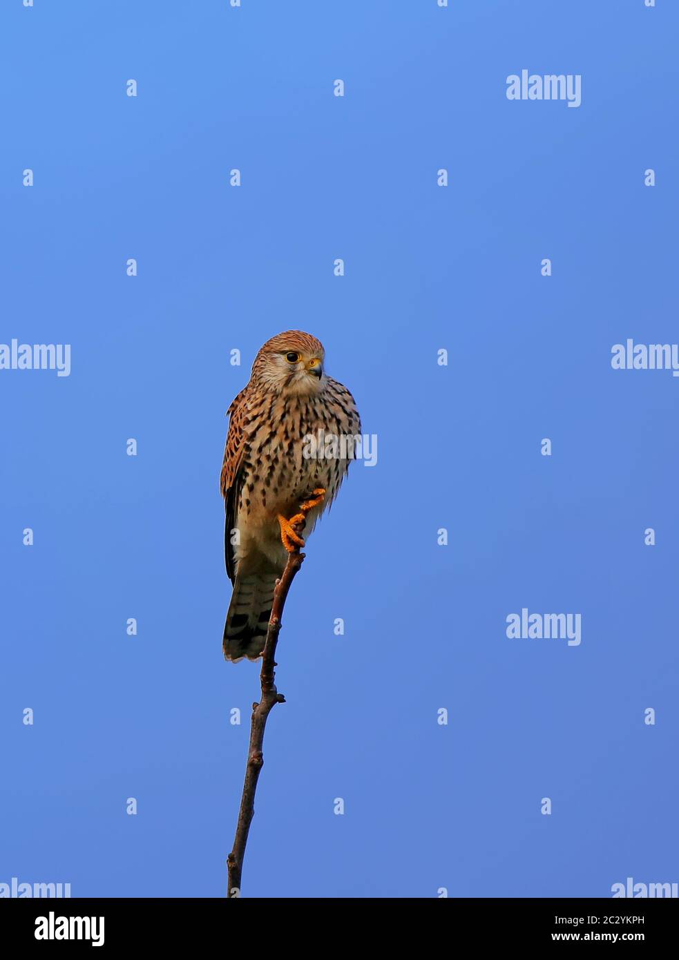 Ein Turmfalke Falco tinnunculus auf seinem Sitz Stockfoto