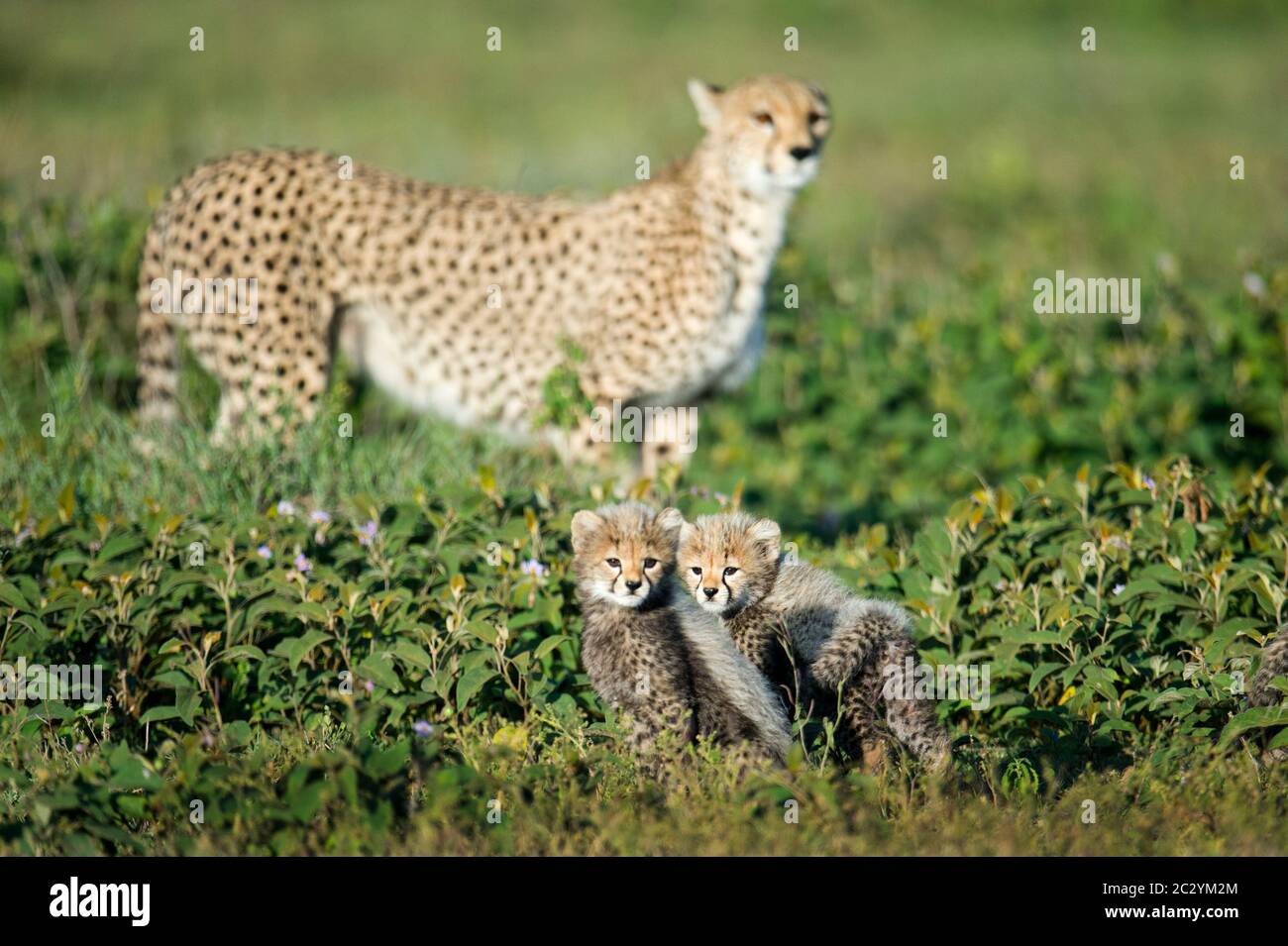 Gepard (Acinonyx jubatus) mit Nachkommen, Ngorongoro Conservation Area, Tansania, Afrika Stockfoto