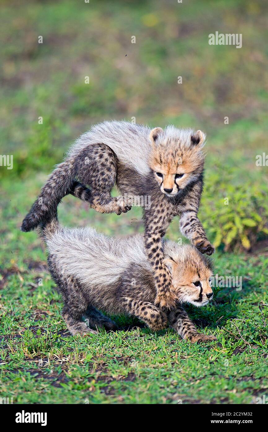 Gepard (Acinonyx jubatus) Junge spielen, Ngorongoro Conservation Area, Tansania, Afrika Stockfoto