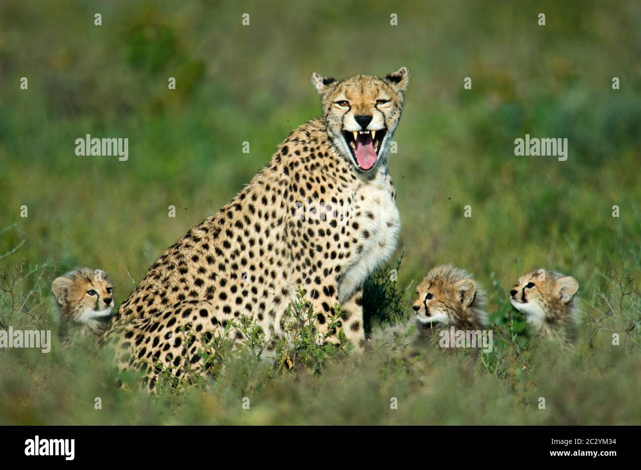 Gepard (Acinonyx jubatus) mit Jungen, Ngorongoro Conservation Area, Tansania, Afrika Stockfoto