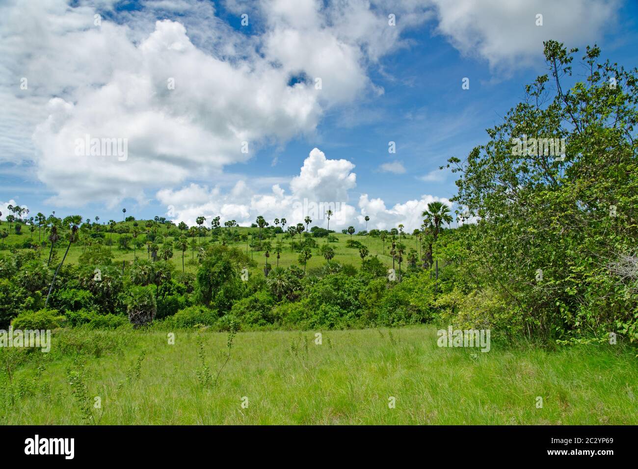 Savannah auf der Insel Komodo. Kleinere Sunda-Inseln. Indonesien Stockfoto