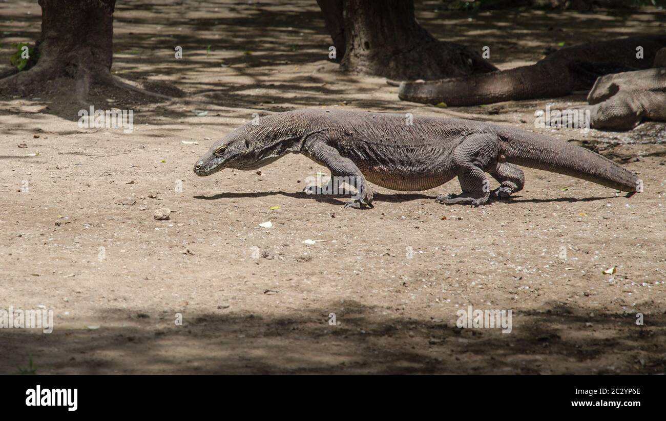 Die meisten echten Drachen in ihrem natürlichen Lebensraum auf der Insel Komodo Stockfoto