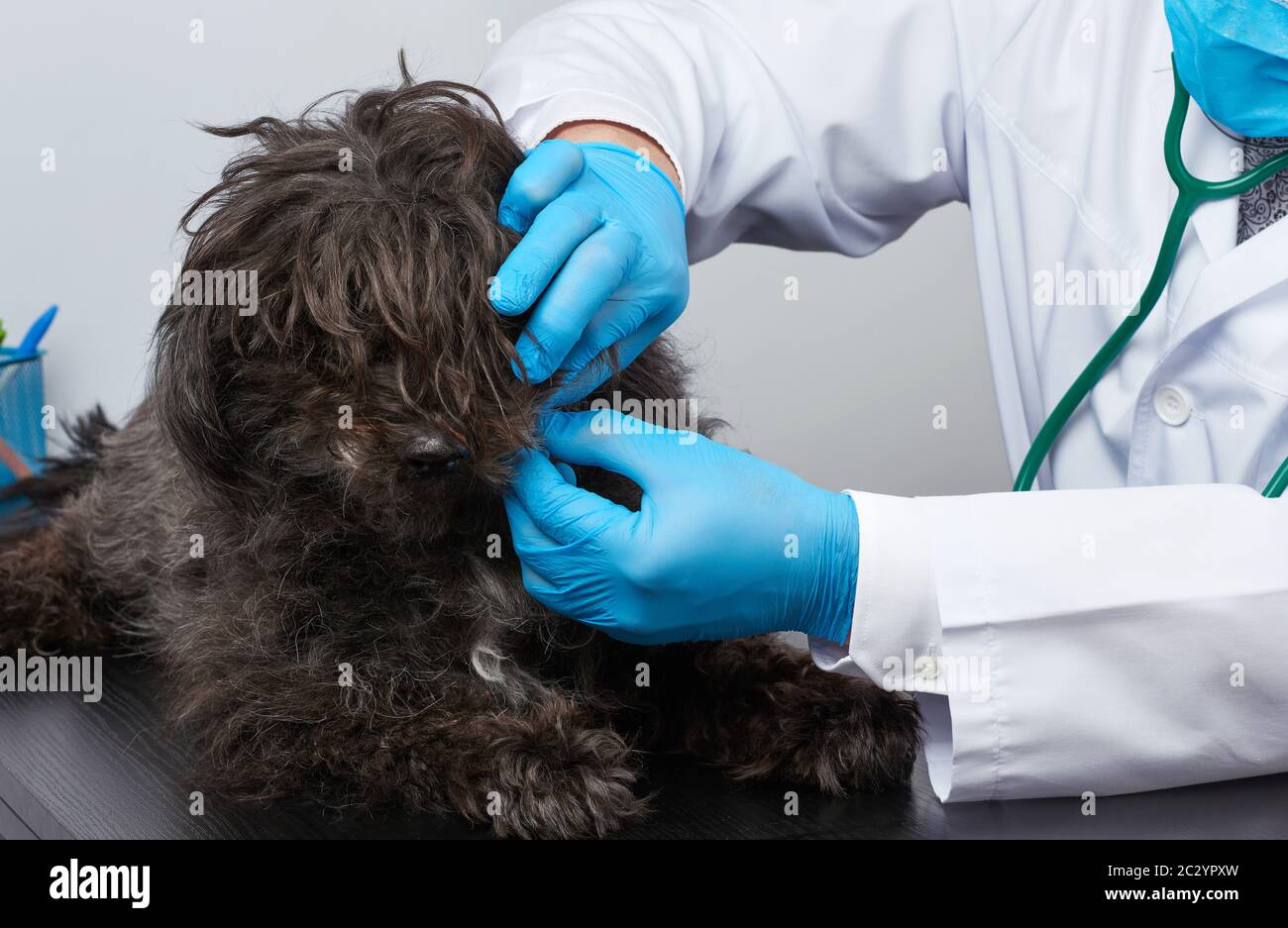 Tierarzt Mann in einem weißen medizinischen Mantel und blauen sterilen Handschuhen sitzt an einem Tisch und führt eine medizinische Untersuchung eines schwarzen flauschigen Hundes, Tierarztarbeitskleide, durch Stockfoto