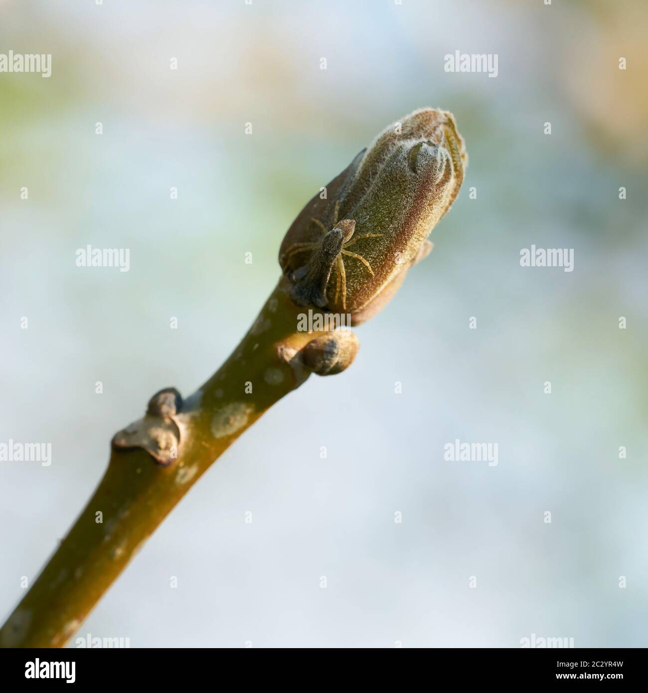 Kleine Spinne auf die Knospe einer Esche (Fraxinus excelsior) im Frühjahr Stockfoto