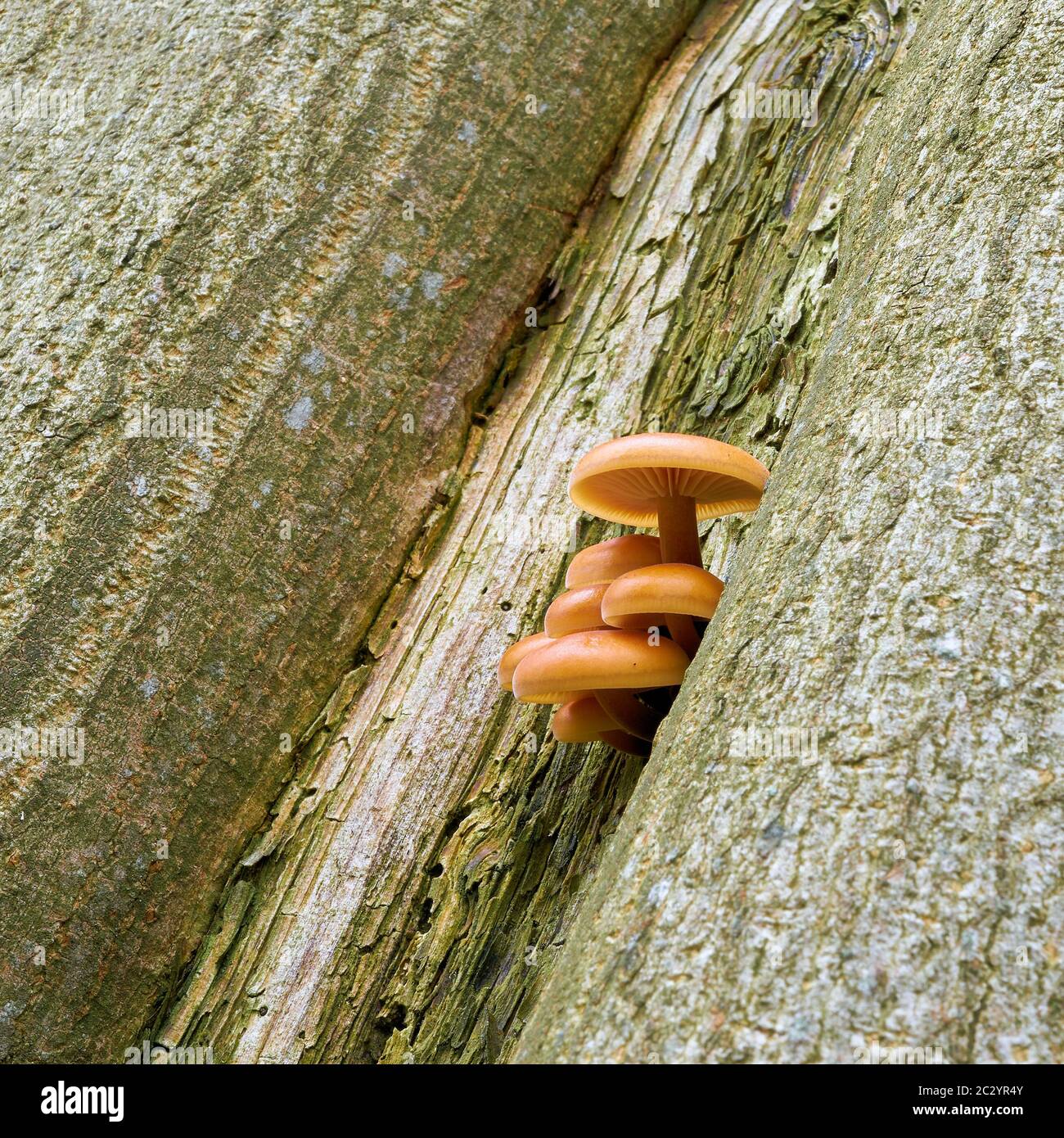 Samt Stengel (Flammulina velutipes) auf einem Baumstamm in den Wäldern im Winter Stockfoto