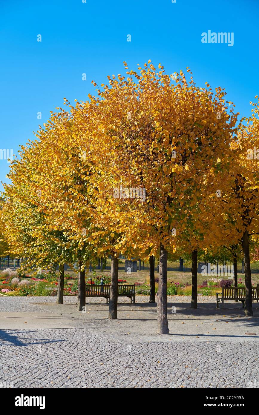 Linden mit gelben Herbstfärbung in einem Park in Magdeburg in Deutschland Stockfoto
