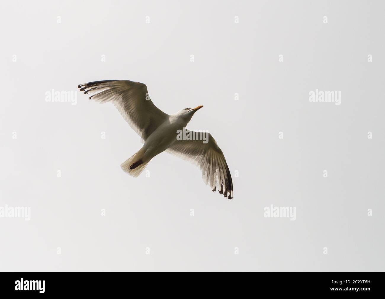 Eine Aufnahme einer Heringsmöwe, die durch einen grauen Himmel fliegt. Stockfoto