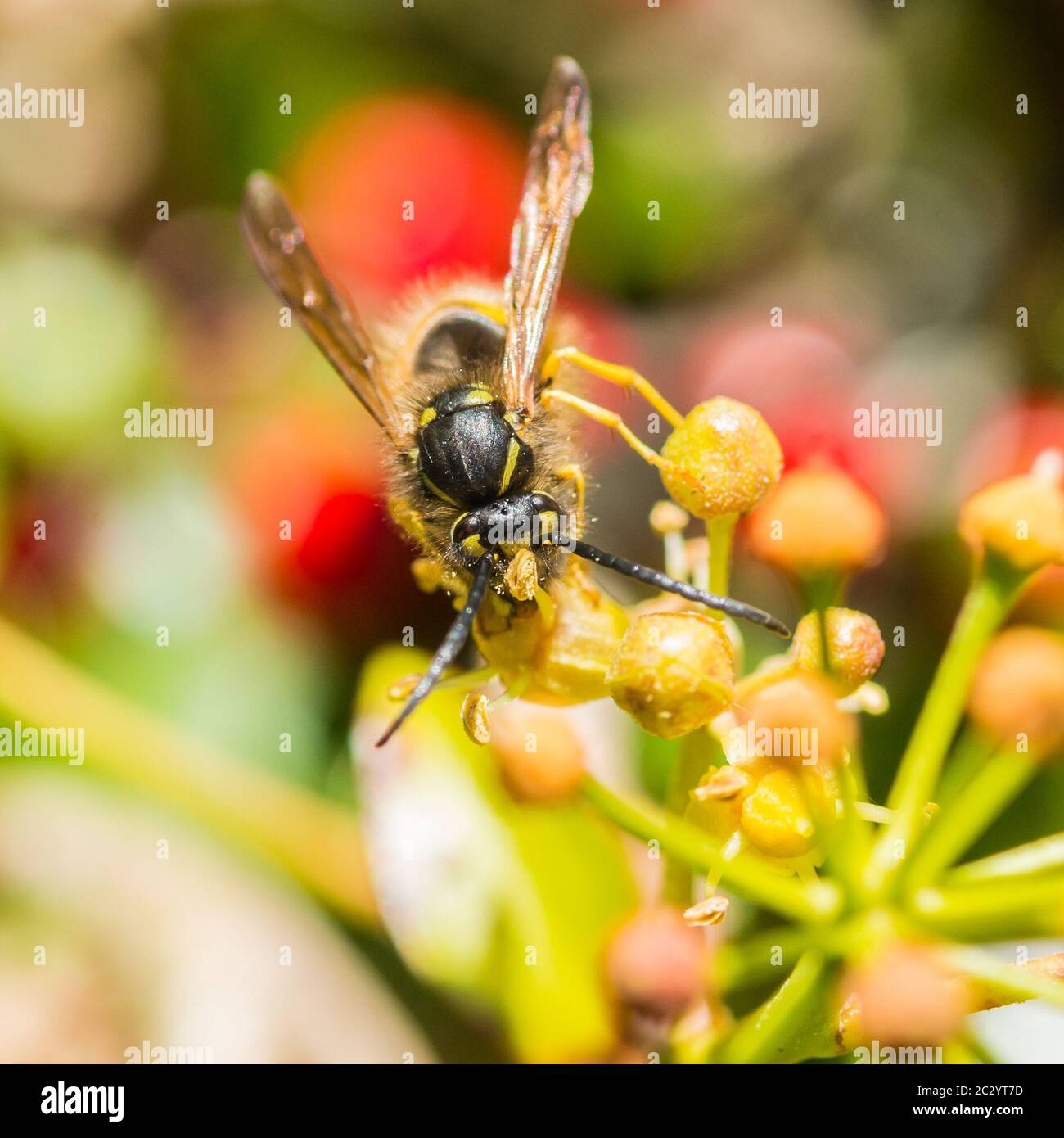 Eine Makroaufnahme einer gewöhnlichen Wespe, die Pollen von einer gewöhnlichen Efeu-Pflanze sammelt. Stockfoto