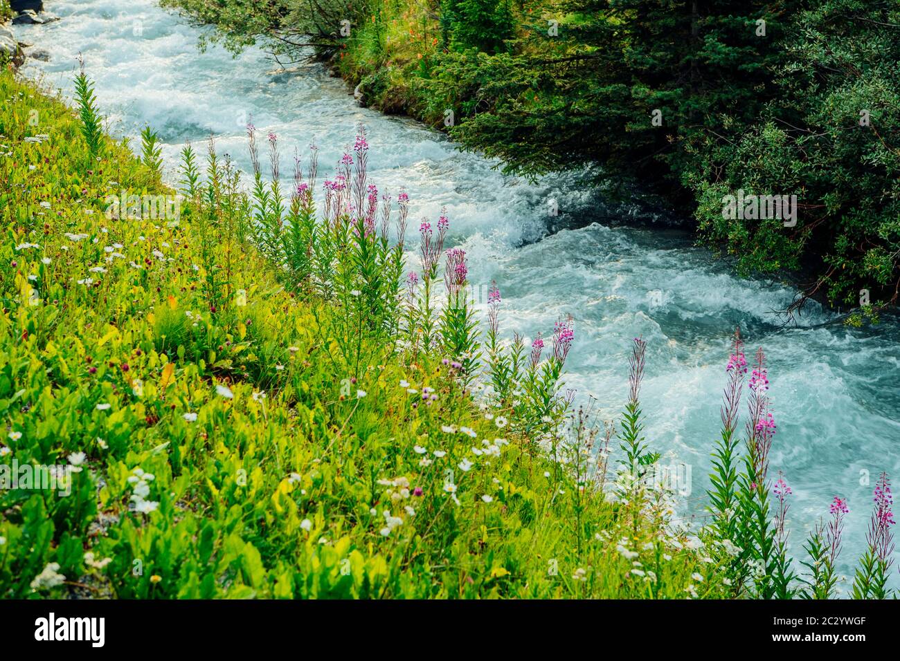 Beruhigende Aussicht auf den kleinen Bach, Banff, Alberta, Kanada Stockfoto