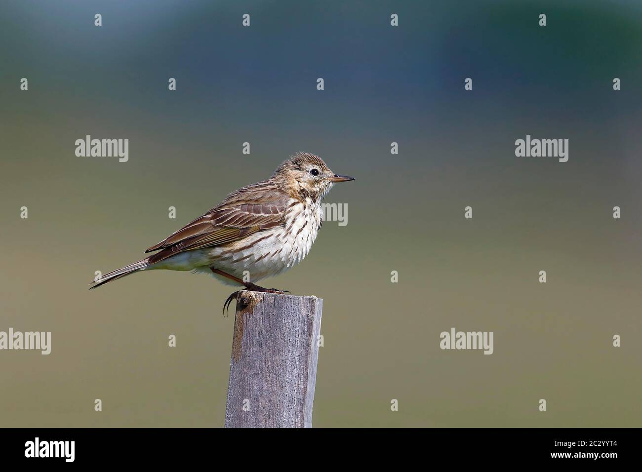 Raps (Anthus pratensis), ausgewachsener Vogel auf einem Zaunpfosten, Lauwersmeer Nationalpark, Holland, Niederlande Stockfoto