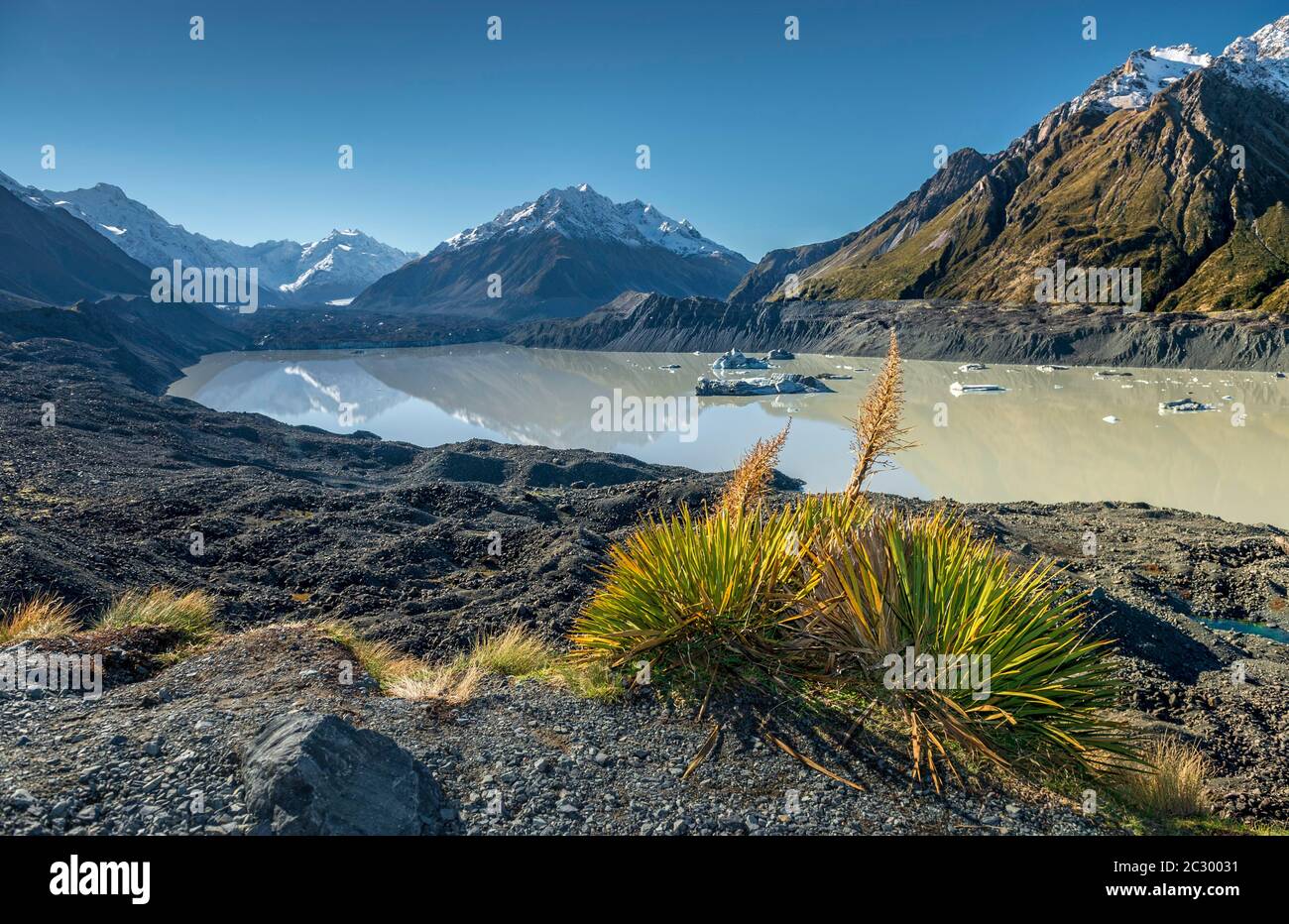 Neuseeländischer Flachs neuseeländischer Flachs (Phormium Tenax, maori: Harakeke) vor Hooker Lake, Aoraki, Mt Cook National Park, Twizel, Canterbury, Neuseeland Stockfoto