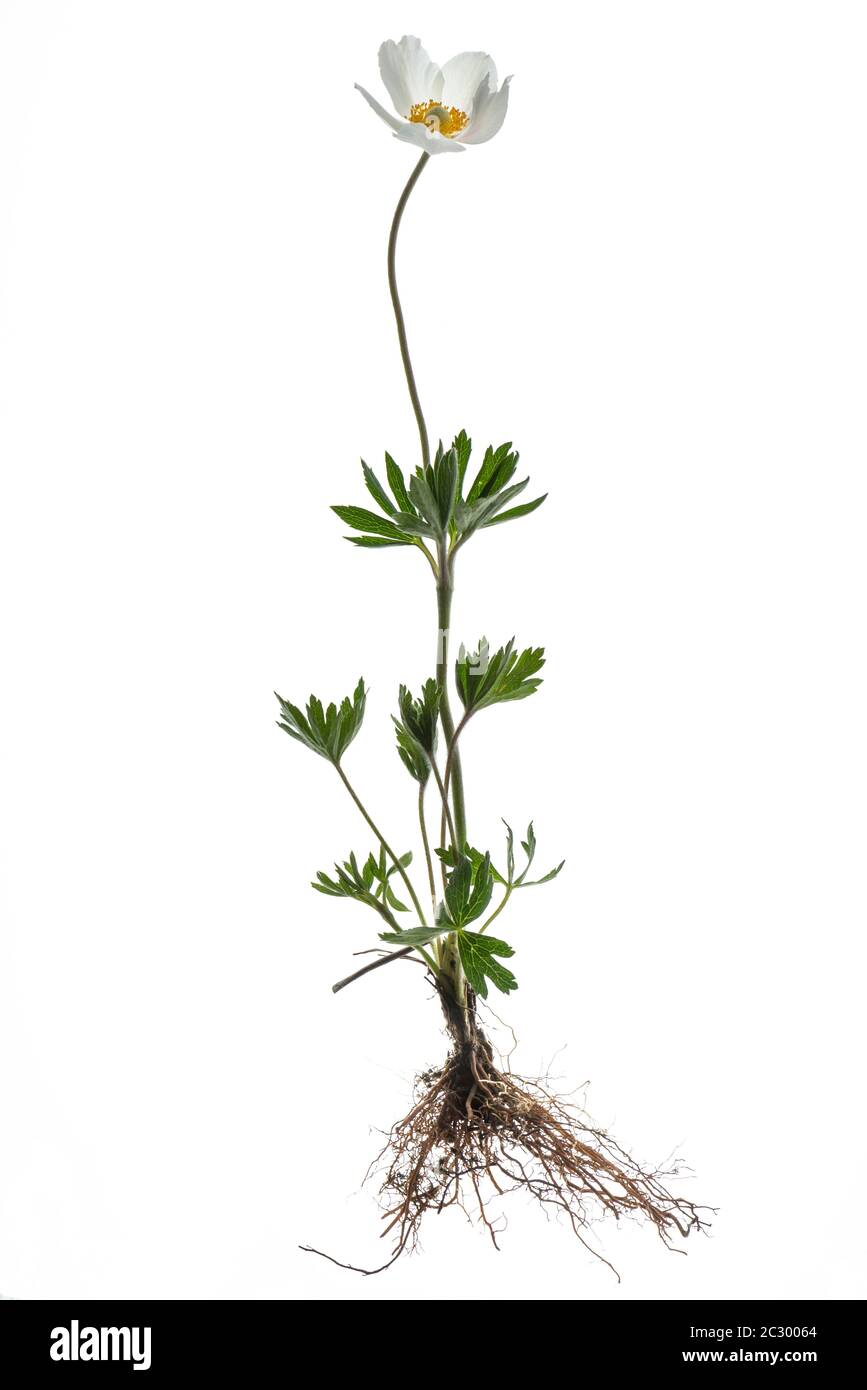 Blühende Schneeglöllenanemone (Anemone sylvestris), auf weißem Hintergrund, Bayern, Deutschland Stockfoto