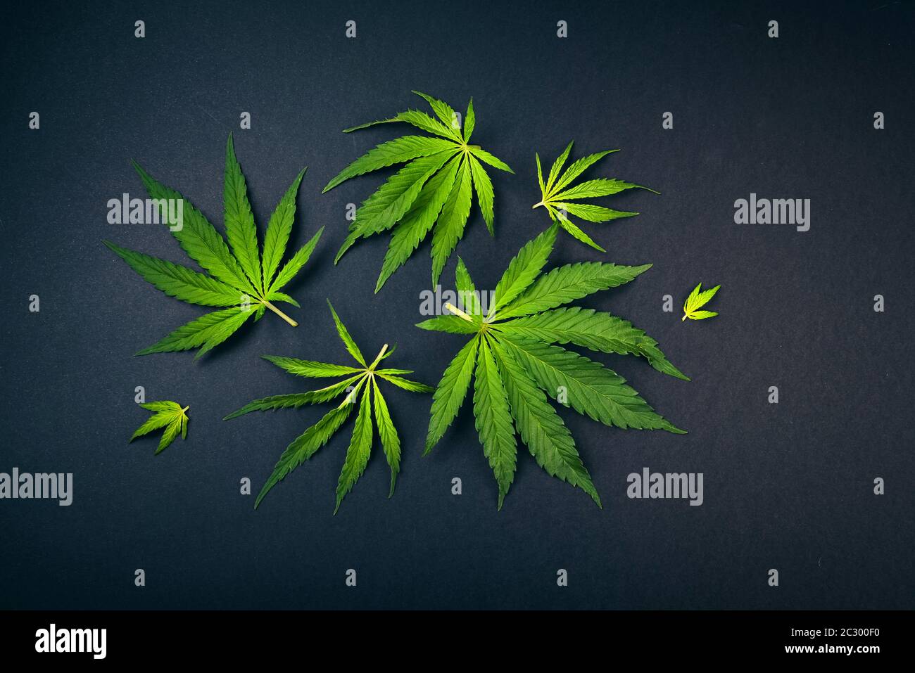 Trendy Muster Blätter von Marihuana, Hanf auf schwarzem Hintergrund Cannabis Hintergrund Stockfoto