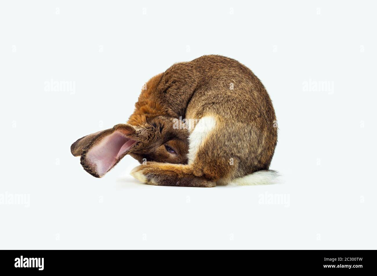Stallhase, deutscher Riese (Oryctolagus cuniculus domestica), Porträt, Deutschland Stockfoto