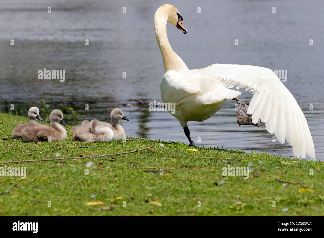 Ausgewachsene Schwäne und Cygnets neben einem Süßwasserteich in Ontario, Kanada. Stockfoto