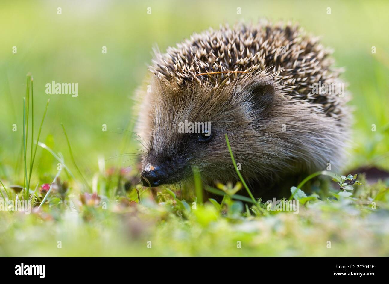 Europäischer Igel (Erinaceus europaeus) auf der Suche nach Nahrung, Bayern, Deutschland Stockfoto