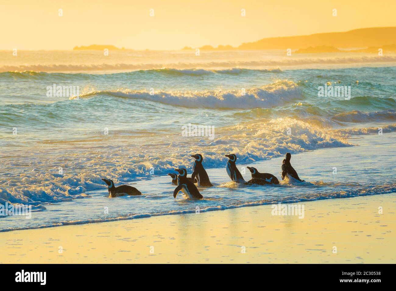 Magellanic Pinguine (Spheniscus magellanicus) auf dem Weg zum Meer im Morgenlicht, Volunteer Point, Falkland Islands Stockfoto