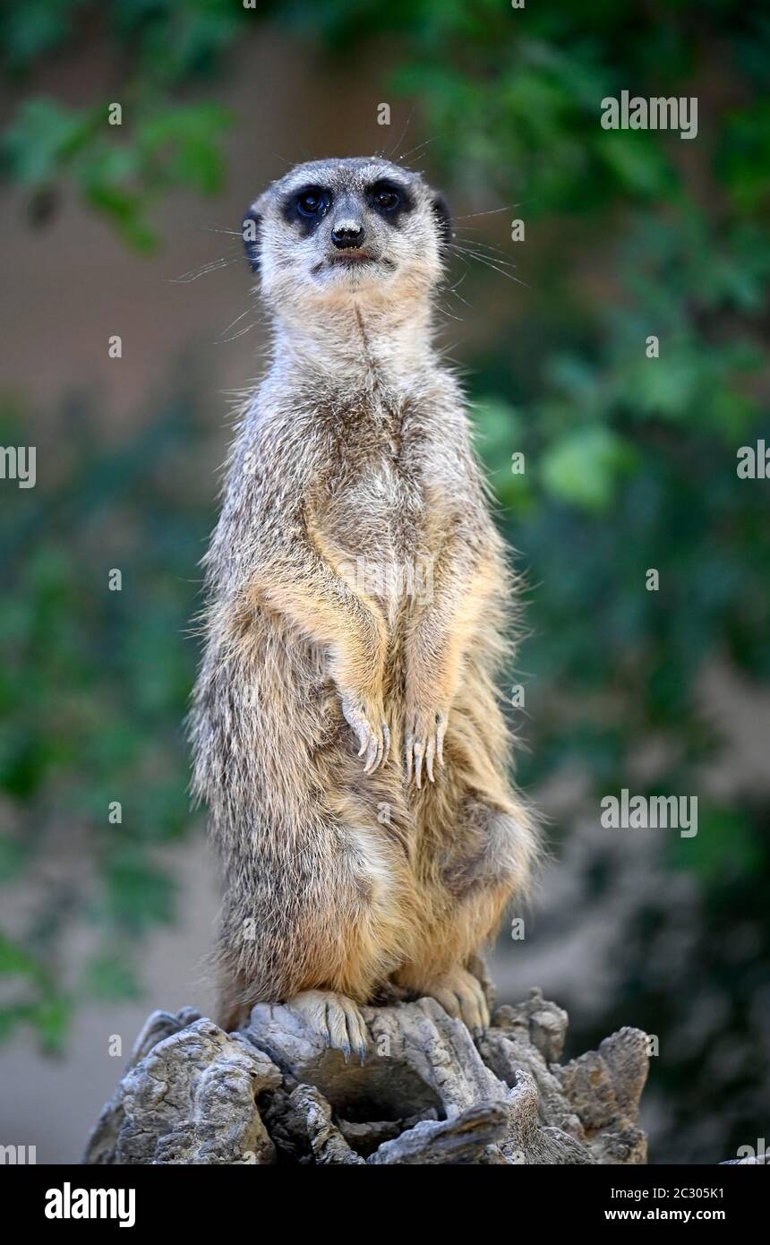 Erdmännchen (Suricata suricatta), gefangen, sitzend auf Baumstamm mit Blick auf Deutschland Stockfoto