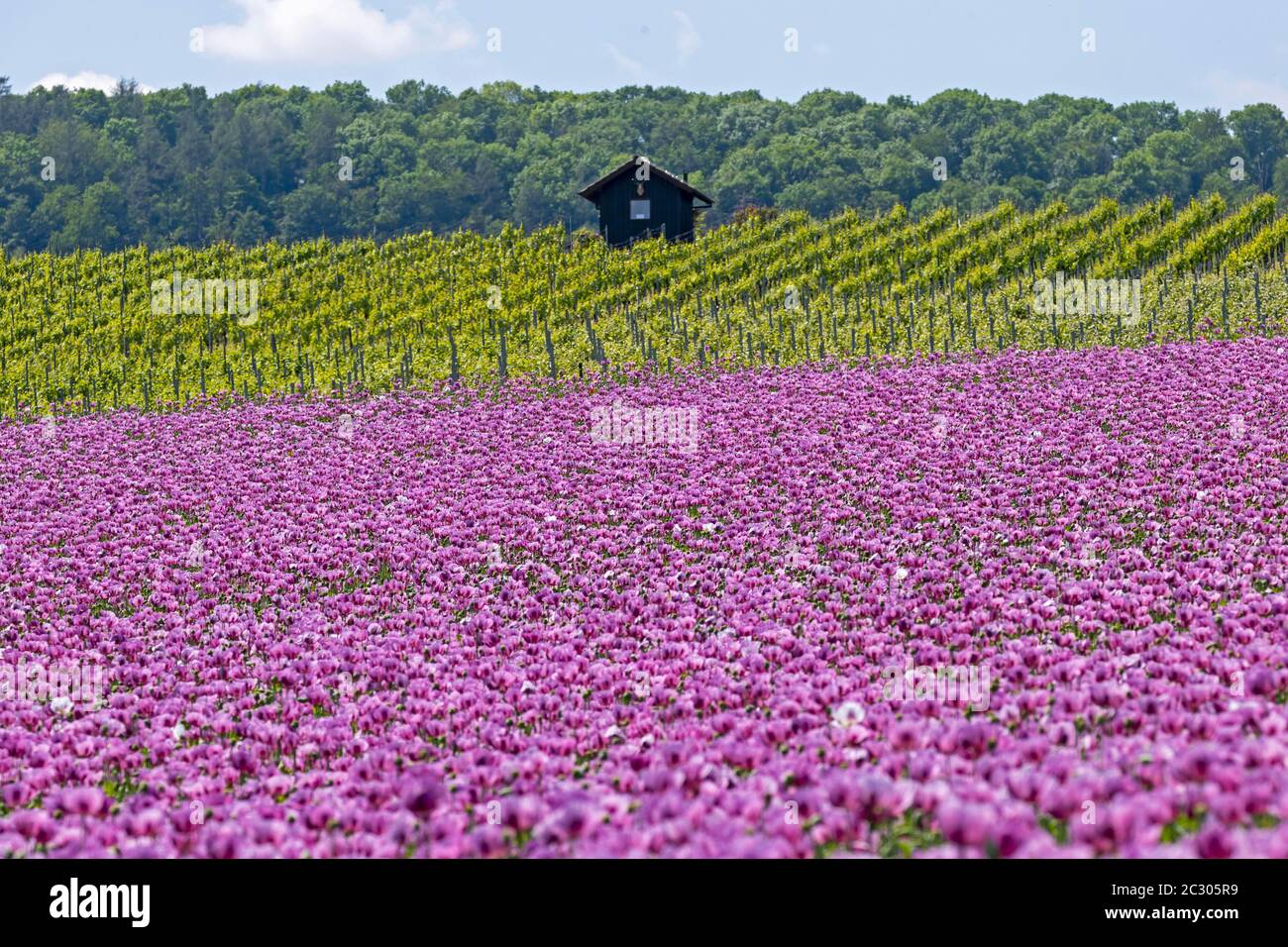 Opiummohn (Papaver somniferum) blüht auf einem Feld, Heilbronn, Baden-Württemberg, Deutschland Stockfoto