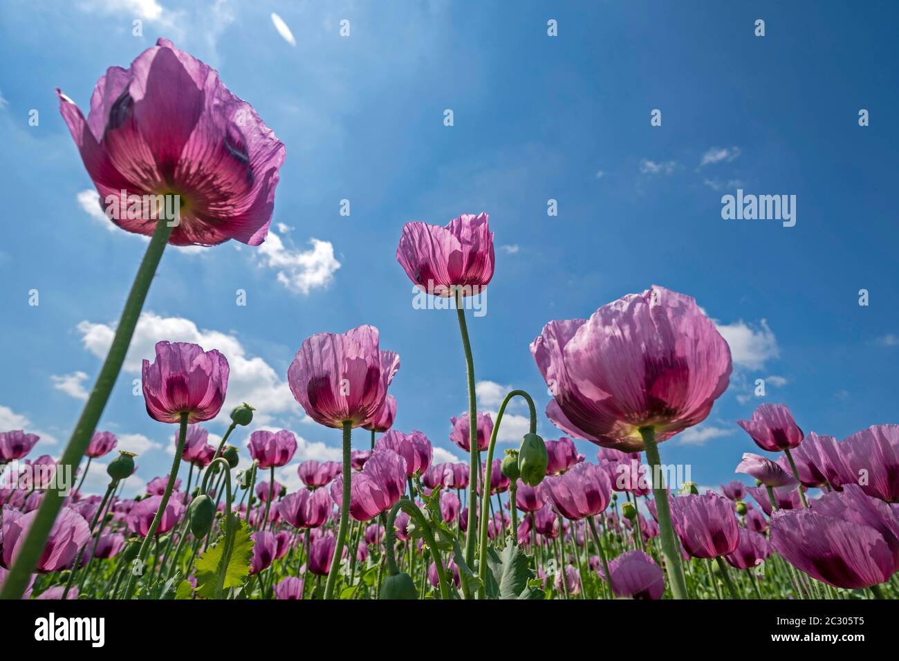 Opiummohn (Papaver somniferum) blüht auf einem Feld, Heilbronn, Baden-Württemberg, Deutschland Stockfoto