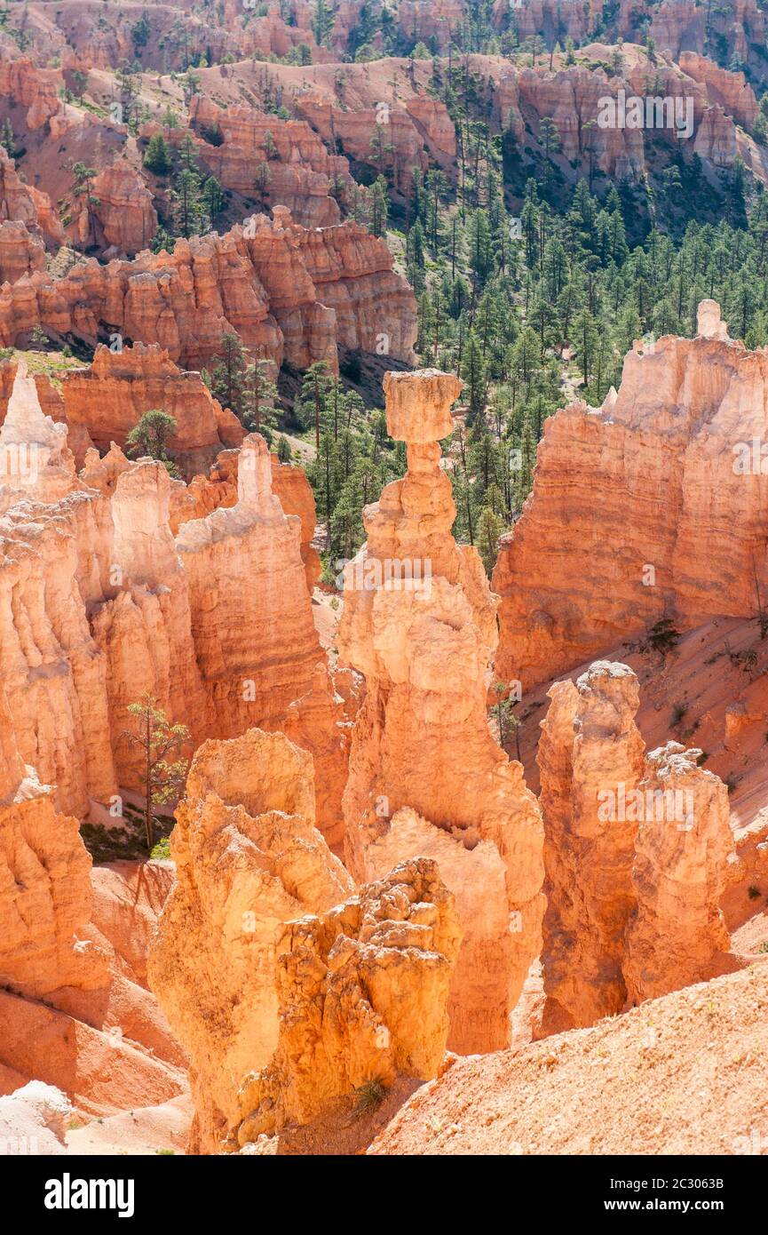 Geologie, Erosionslandschaft, Rand des Paunsaugunt-Plateaus, leuchtend rote Sandsteinpyramiden, Hoodoos, Thors Hammer, Bryce Canyon National Park, Utah Stockfoto