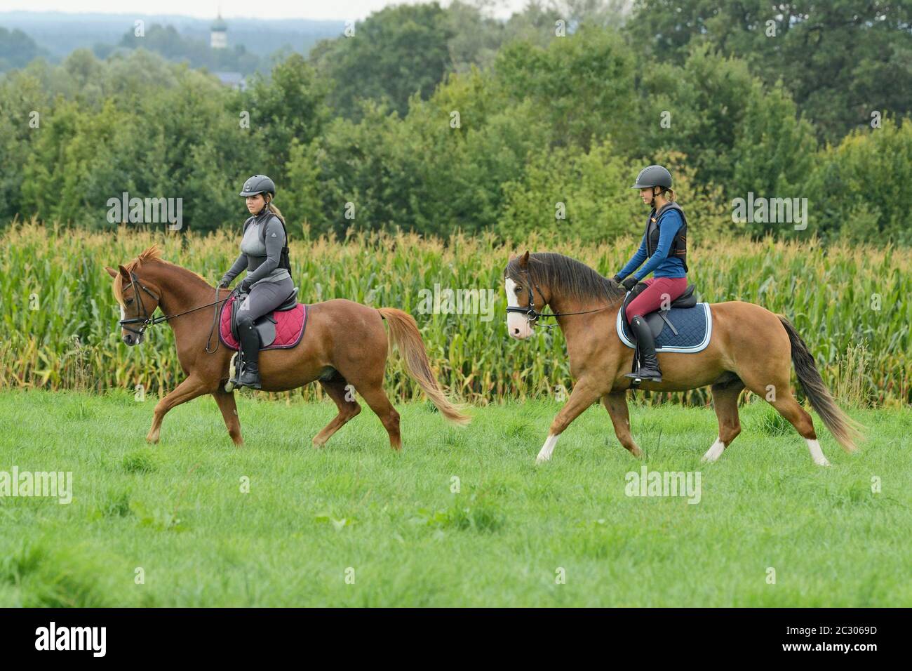 Zwei Reiter tragen einen Körperschutz auf einem Connemara Pony und einem deutschen Pony Stockfoto