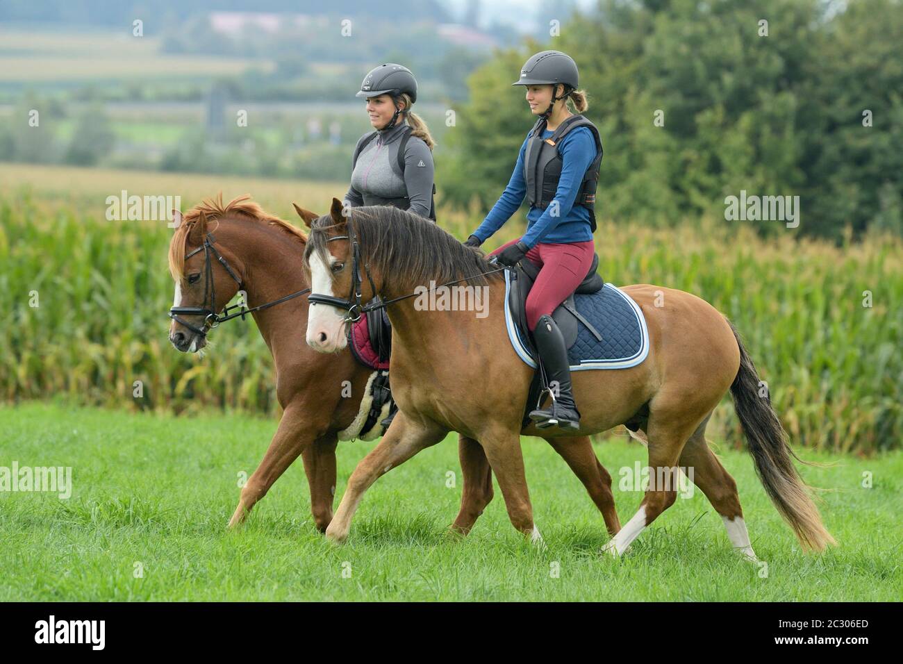Zwei Reiter tragen einen Körperschutz auf einem Connemara Pony und einem deutschen Pony Stockfoto