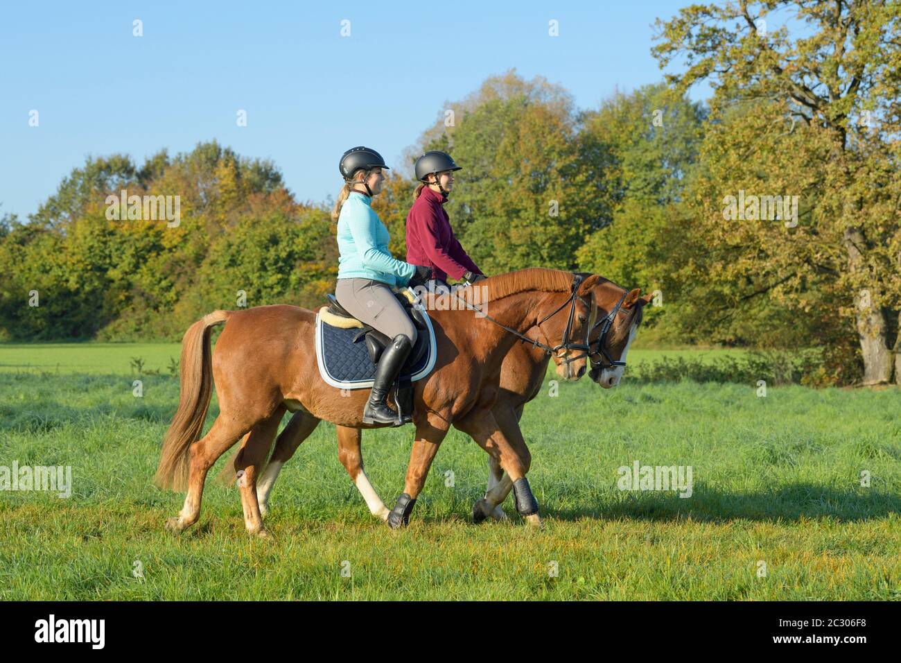 Zwei junge Reiter hacken im Herbst auf Connemara Pony und Deutsch Pony Stockfoto