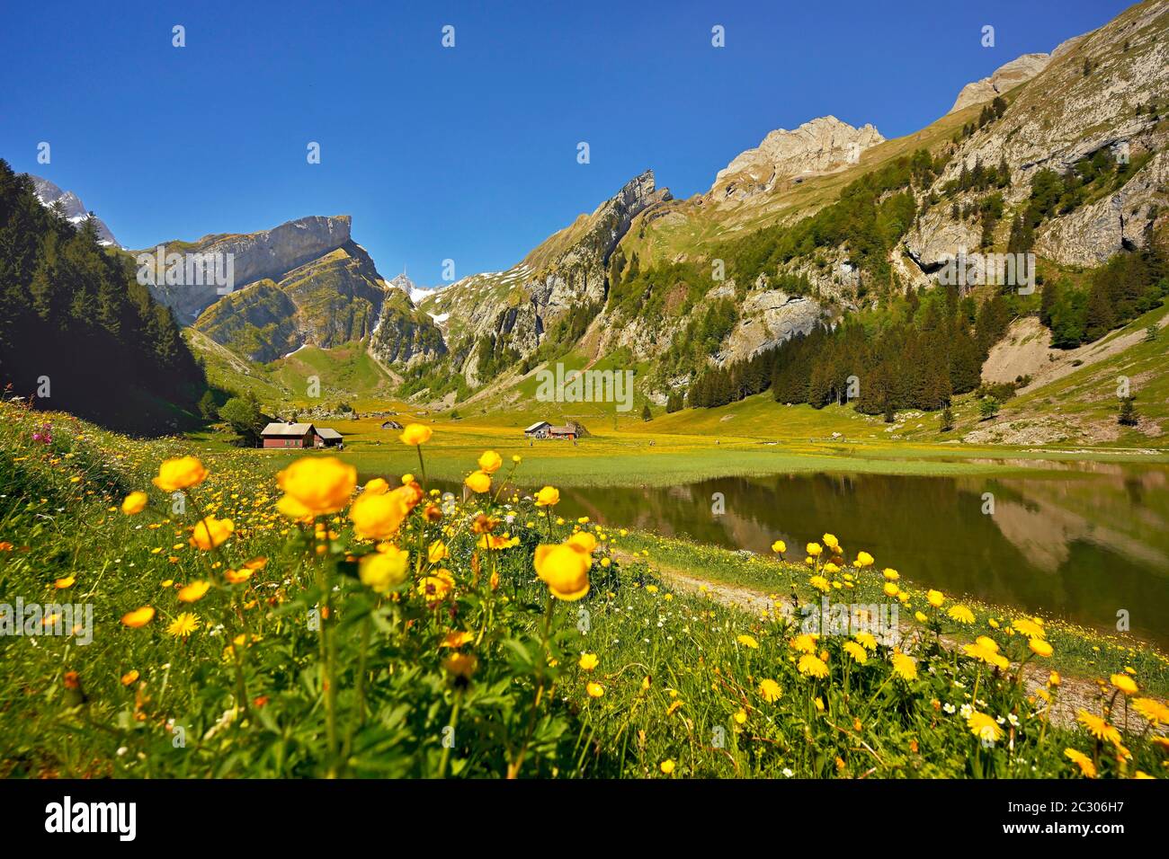 Blühende Marschmarmeliale (Caltha palustris), am Seealpsee, hinter dem Saentis, Alpstein, Kanton Appenzell, Schweiz Stockfoto