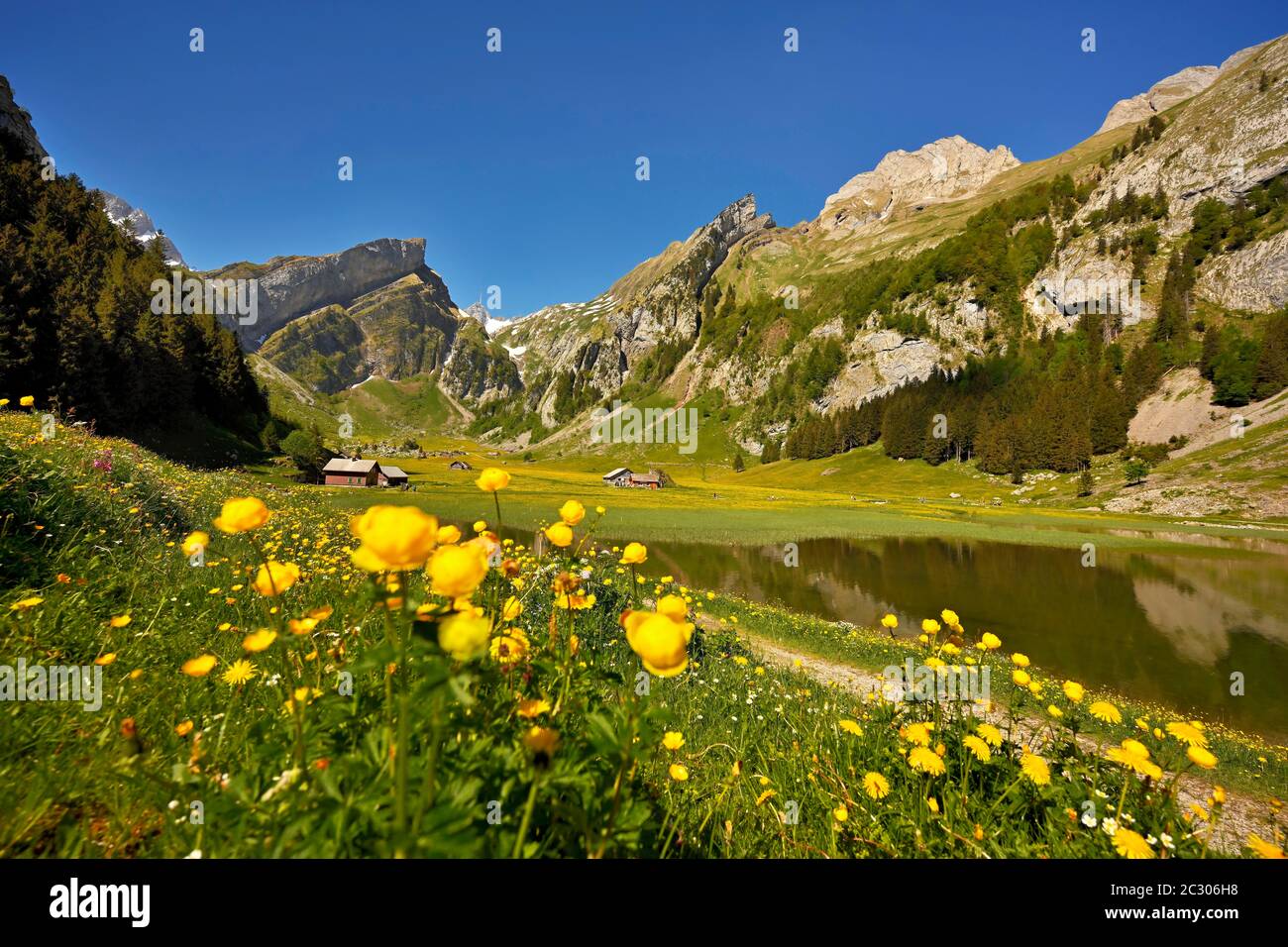 Blühende Marschmarmeliale (Caltha palustris), am Seealpsee, hinter dem Saentis, Alpstein, Kanton Appenzell, Schweiz Stockfoto
