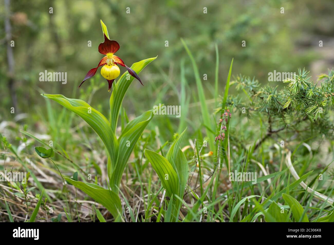 Gelbe Frauenschuh oder Frauenschuh Orchidee (Cypripedium Calceolus), Kanton Schwyz, Schweiz Stockfoto