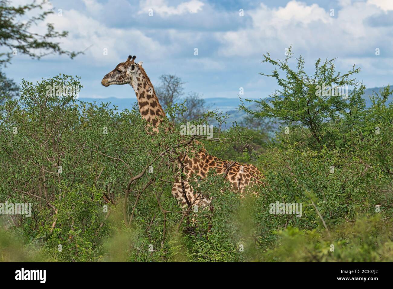 Giraffen im Tsavo Ost, Tsavo West und Amboseli Nationalpark in Kenia Stockfoto