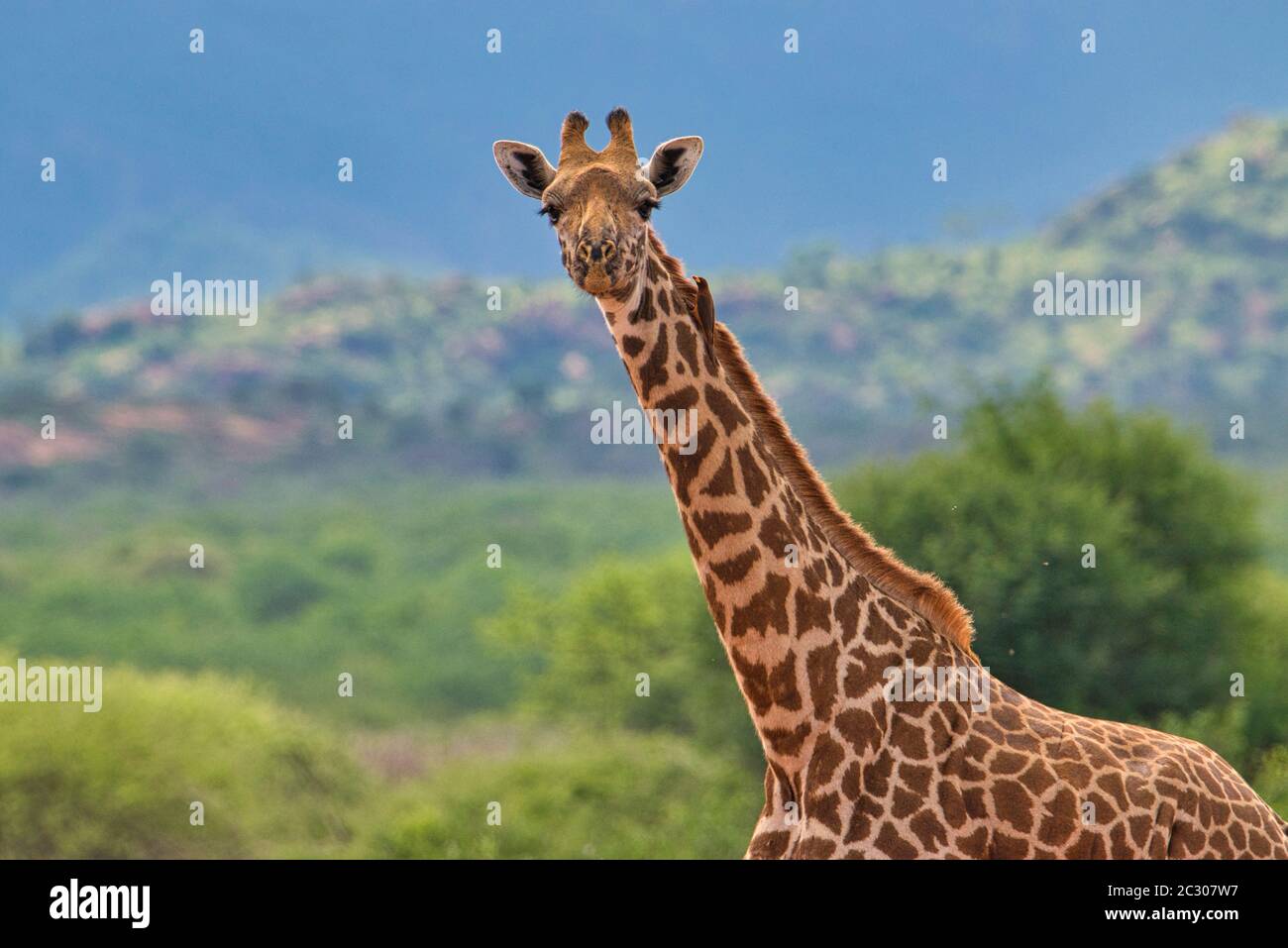 Giraffen im Tsavo Ost, Tsavo West und Amboseli Nationalpark in Kenia Stockfoto