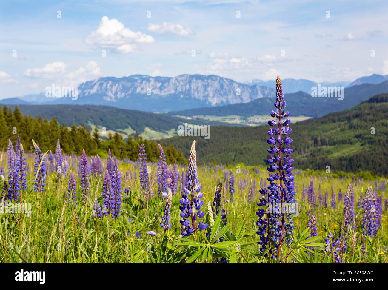 Lupinen, Lupinus, mehrblättrige Lupine, Lupine Wiese auf der Hochalm bei Mondsee, dahinter Höllengebirge, Salzkammergut, Oberösterreich Stockfoto