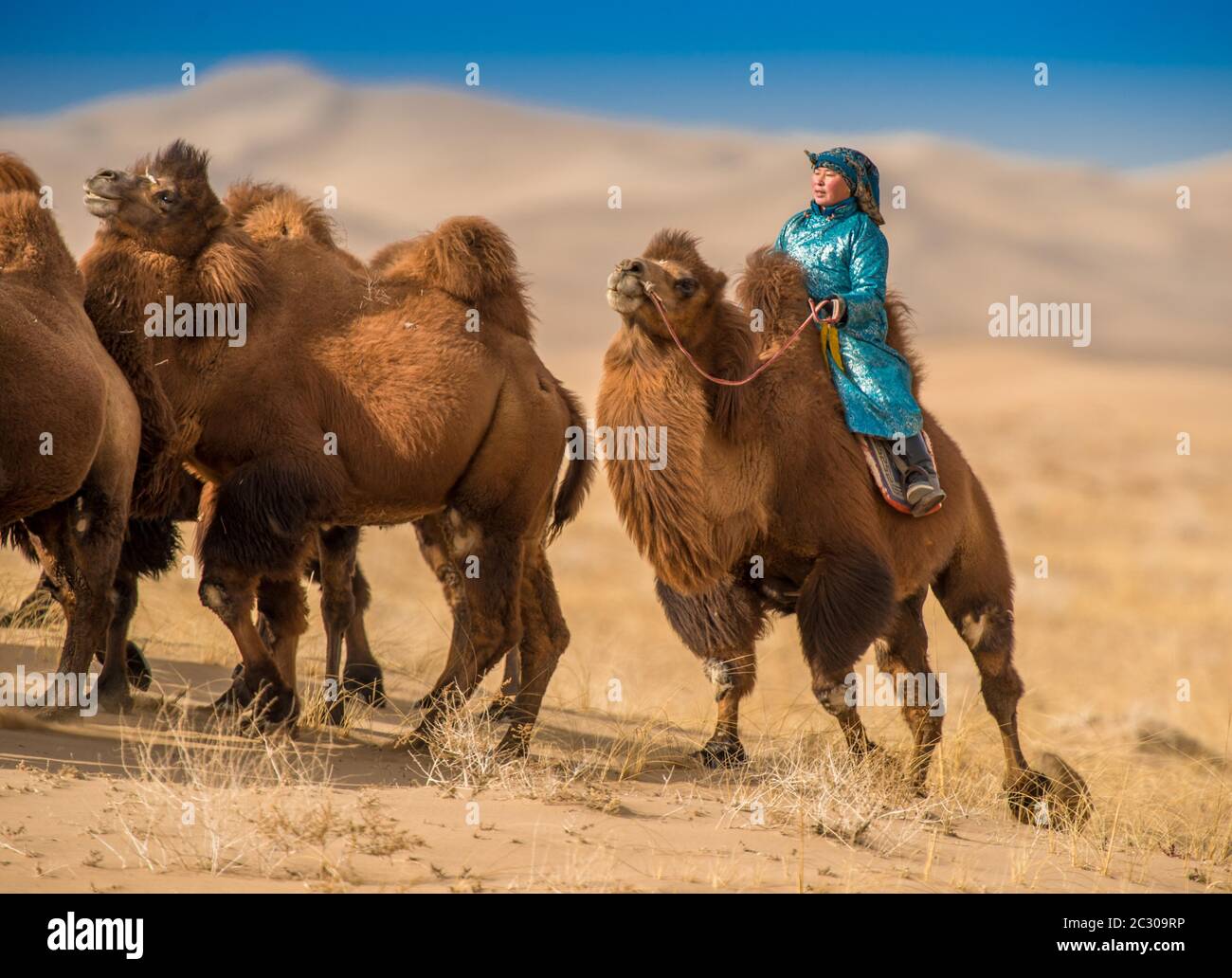 Eine Hirtin, die auf einer Kamelherde auf Weiden, Wüste Gobi, Provinz Umnugobi, Mongolei reitet Stockfoto