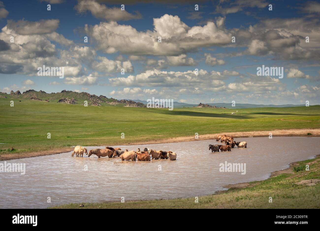 Pferde erfrischen sich an einem heißen Sommertag im Fluss, Provinz TÜV, Mongolei Stockfoto