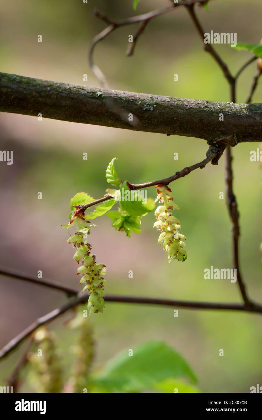 Blumen und Pollen, Blätter der Erle, sorgen im Frühjahr für Heuschnupfen bei alergischen Menschen Stockfoto