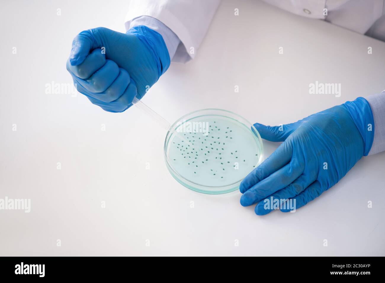 Nahaufnahme eines nicht erkennbaren Laborspezialisten, der am Tisch sitzt und die Probe aus der Petrischale nimmt, während er mikrobiologische Forschung unternimmt Stockfoto
