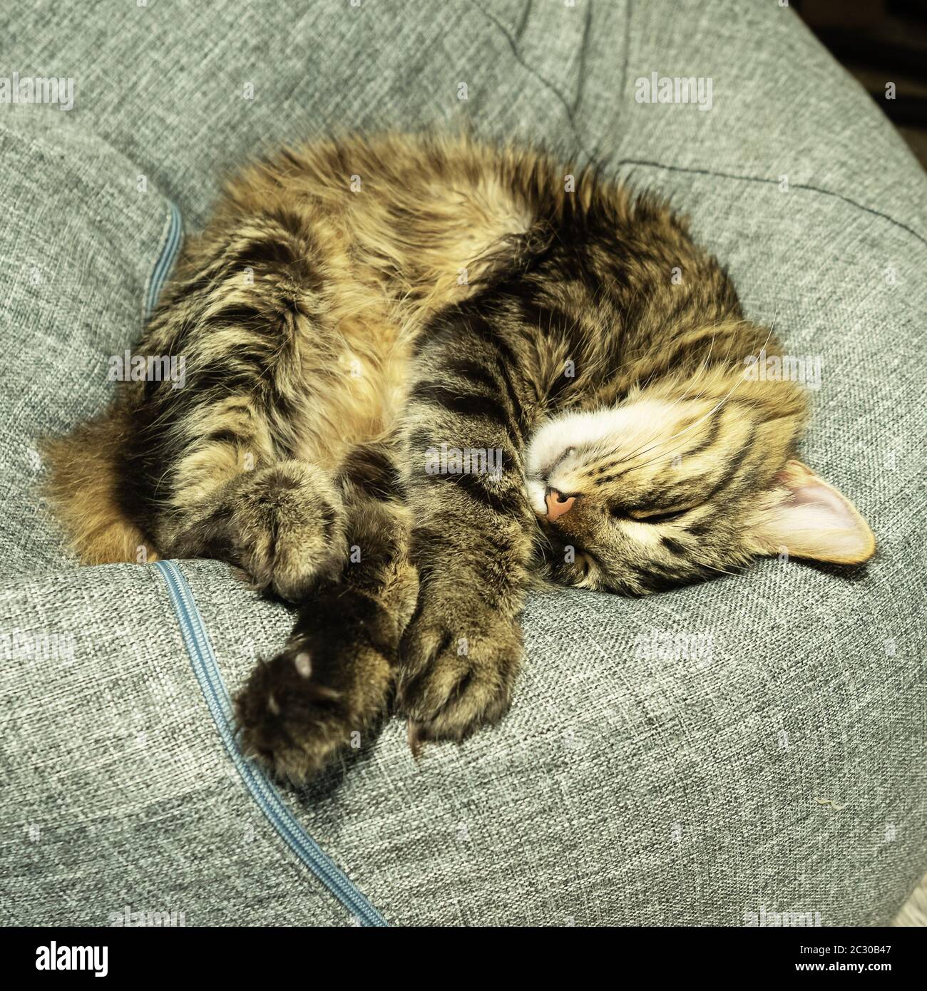 Hauskatze schläft auf einem grauen Taschensessel Stockfoto
