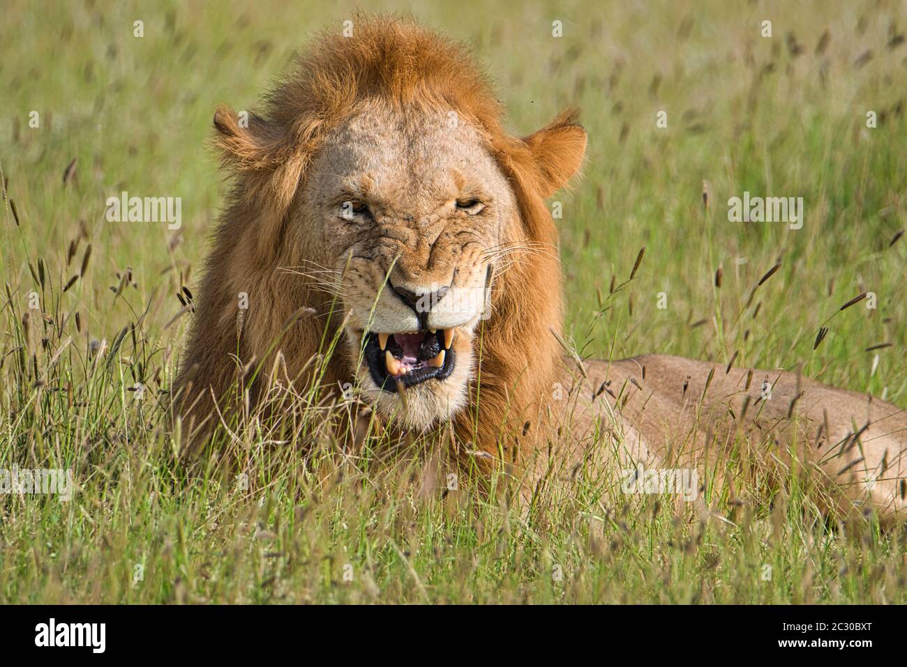 Löwen im Tsavo East und Tsavo West National Park Stockfoto