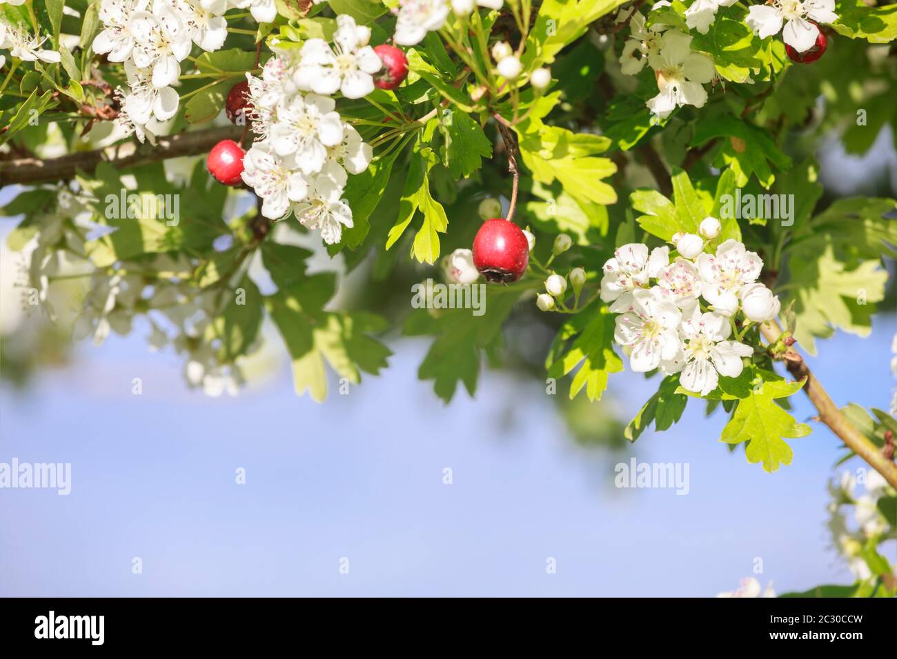 weißdorn-Baum mit Beeren und Blumen über blauem Himmel Stockfoto